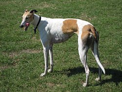 Greyhound Racing in Queensland: Tradition, Excitement, and Welfare Initiatives