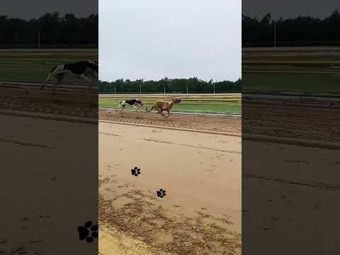 Victoria’s Greyhound Racing Season Revamped for 2025/26