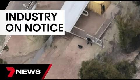 US Lawmakers Urge Australia to End Greyhound Racing Industry