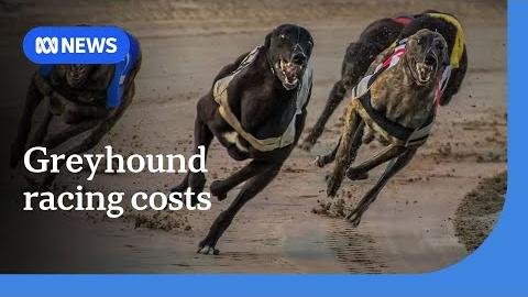 Economist Critiques Tasmania’s Greyhound Racing Subsidies Impact