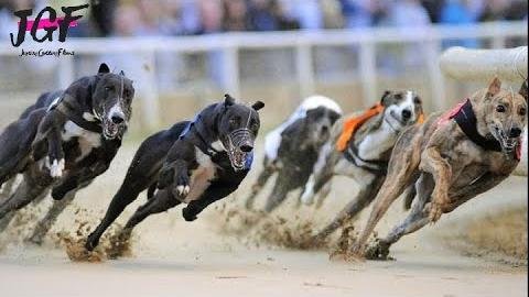 Greyhound Racing SA Boosts Champion Puppy Series Prizemoney to $25,000