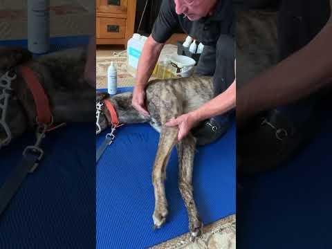 Greyhound Champion Valpolicella Triumphs Over Leg Injury