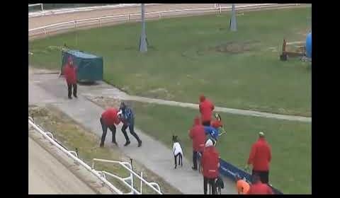 Greyhound Trainer Ron Ball Fights 10-Year Disqualification Battle