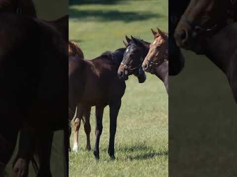 US Captain: New Zealand’s Affordable Top Stallion for Breeders