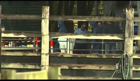 Hendra Virus Resurfaces in Queensland Horse Community