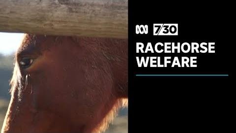 Queensland Racing Industry Review Targets Animal Welfare Concerns