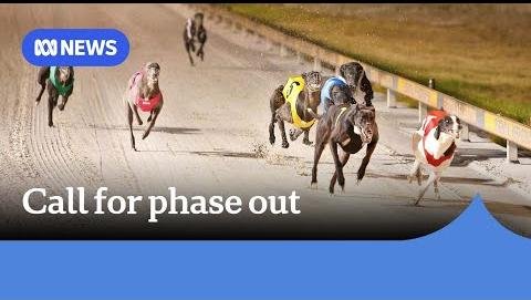 Western Australia Launches Inquiry into Greyhound Racing Welfare Concerns