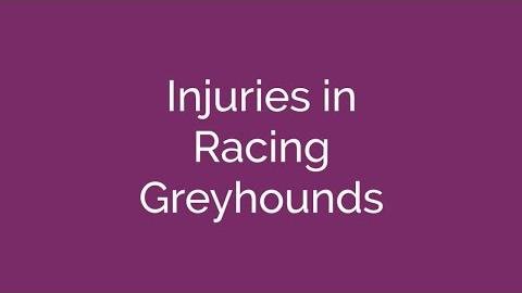 Global Bans Signal Changing Views on Greyhound Racing and Dogs
