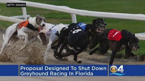 City of Canning Mayor Calls for Greyhound Racing Ban