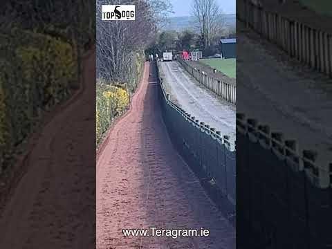 Topgun Greyhound Race Showcases Speed and Sporting Excellence