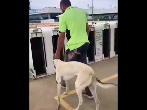 GRV’s Pilot Program Revolutionizes Greyhound Racing Calendar