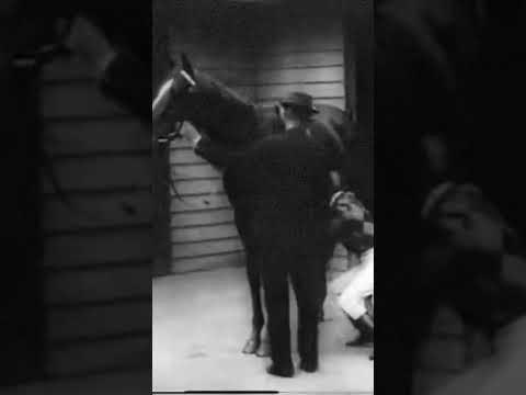 US-Trained Star Parchment Party Eyes Historic Melbourne Cup Debut